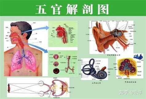 眼耳口鼻五官|五官（面部特征）